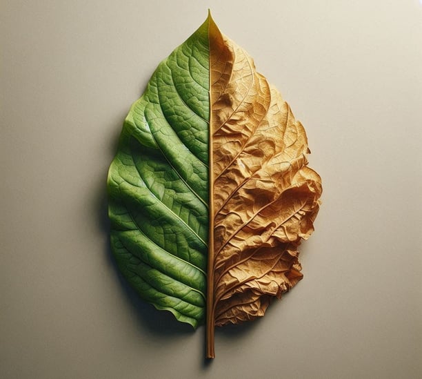 Una hoja de tabaco cuya mitad izquierda está verde y la mitad derecha es el aspecto de la hoja después del proceso de secado.