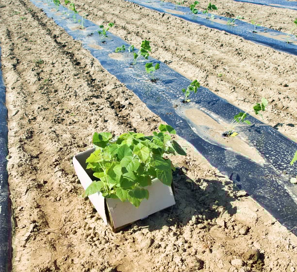 Plantation de paulownia