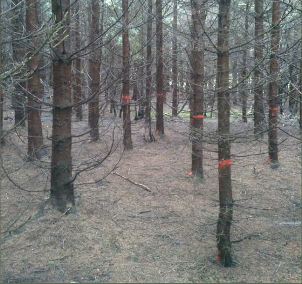 Technique forestière , martelage