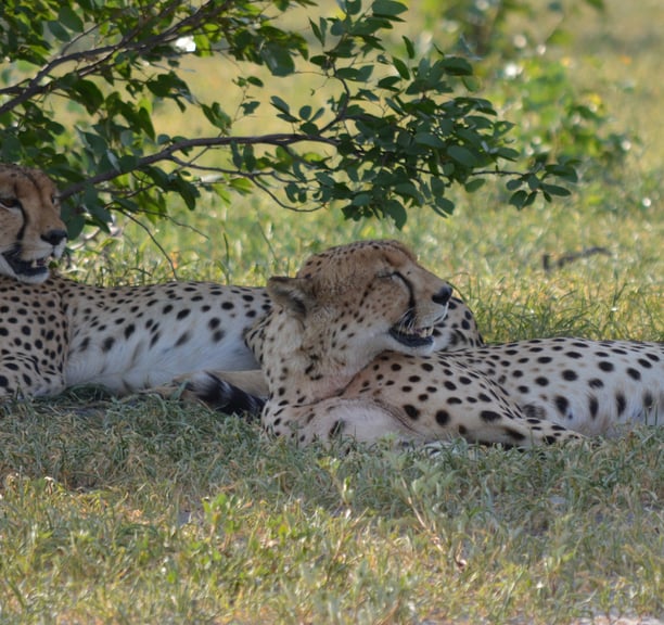 Cheetah in Mababe 