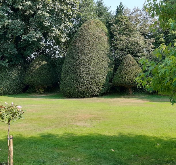 hedge trimming