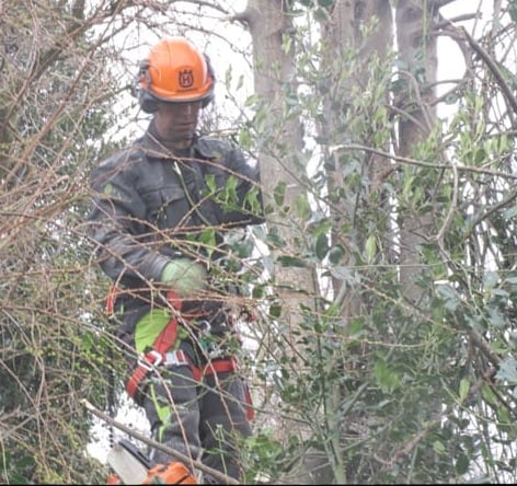 tree thinning