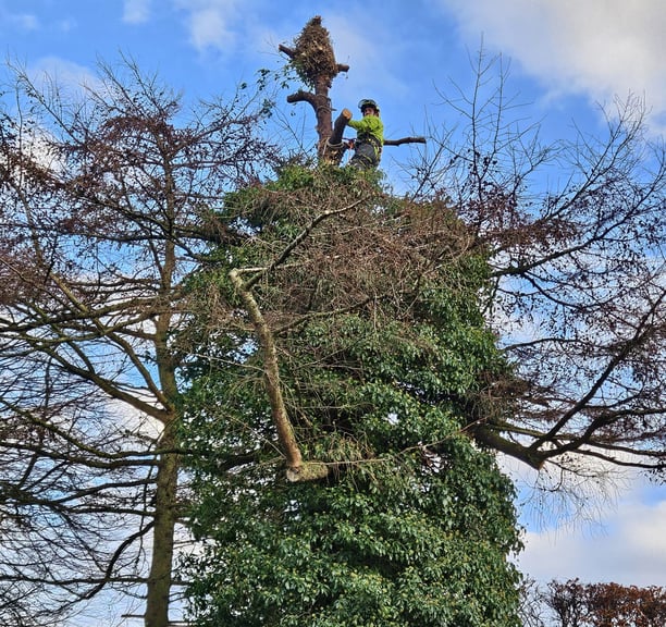 ivy removal