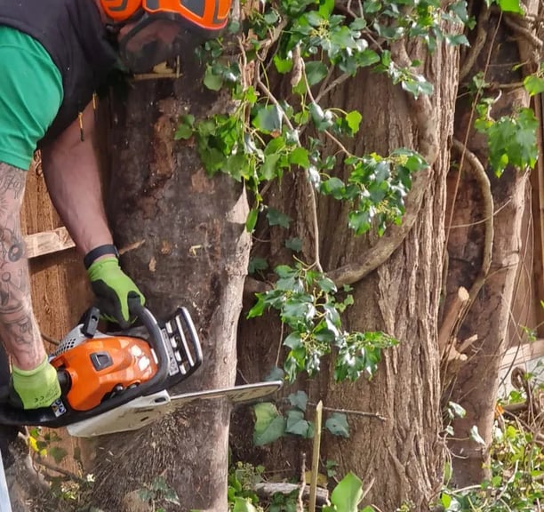 removing a tree with a chainsaw