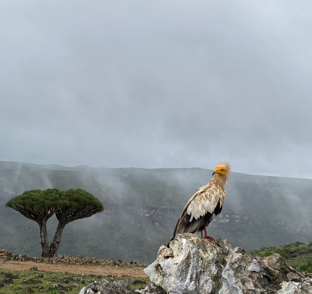 Socotra island tour Egyptian vulture dragon blood tree