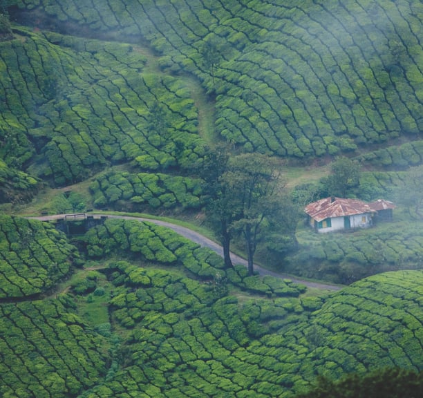 Tea plantation at Munnar, Kerala.