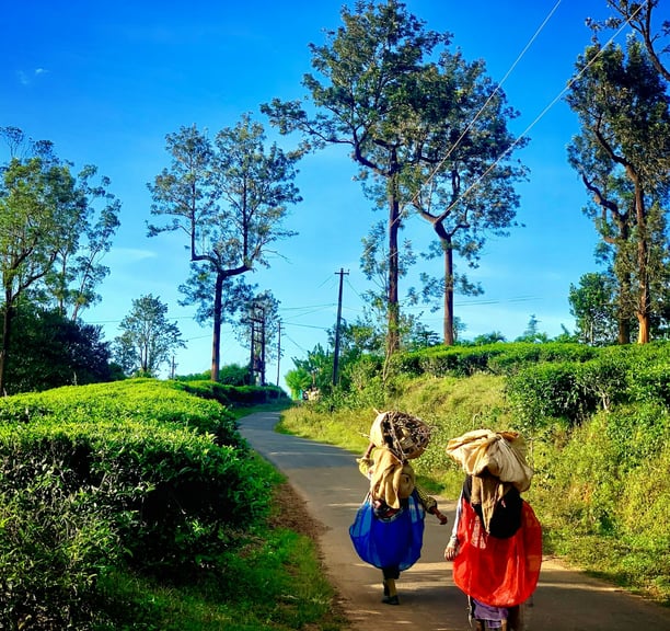 Tribals walking with log woods at Wayanad
