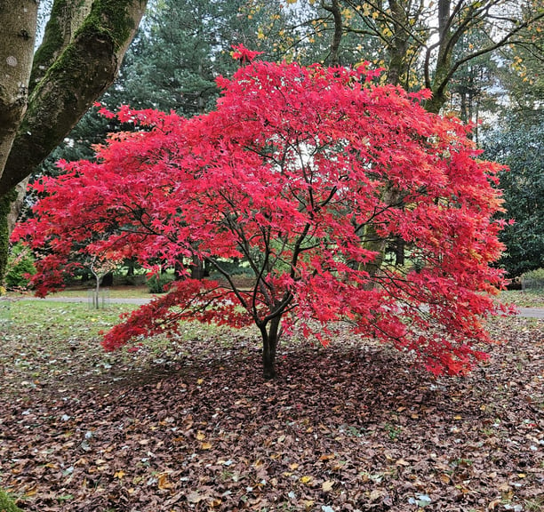 tree planting advice