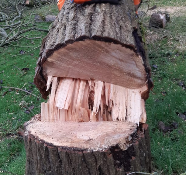 tree felling