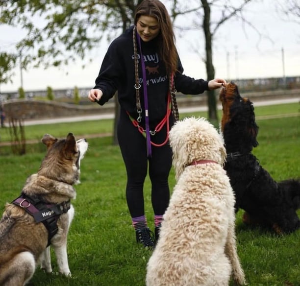 a dog trainer in a black hoodie and three dogs are standing in the grass in Blackrock park