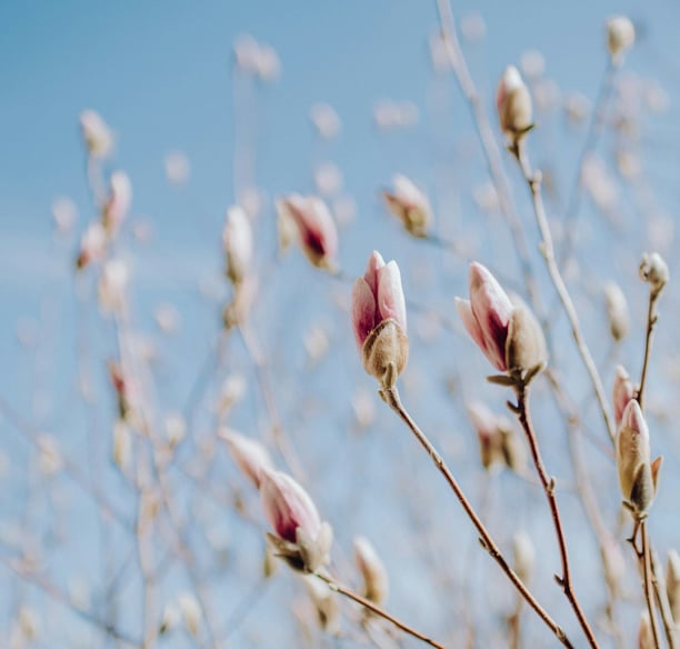 Un arbre avec des fleurs sous un ciel bleu, symbolisant la nature et la sérénité.