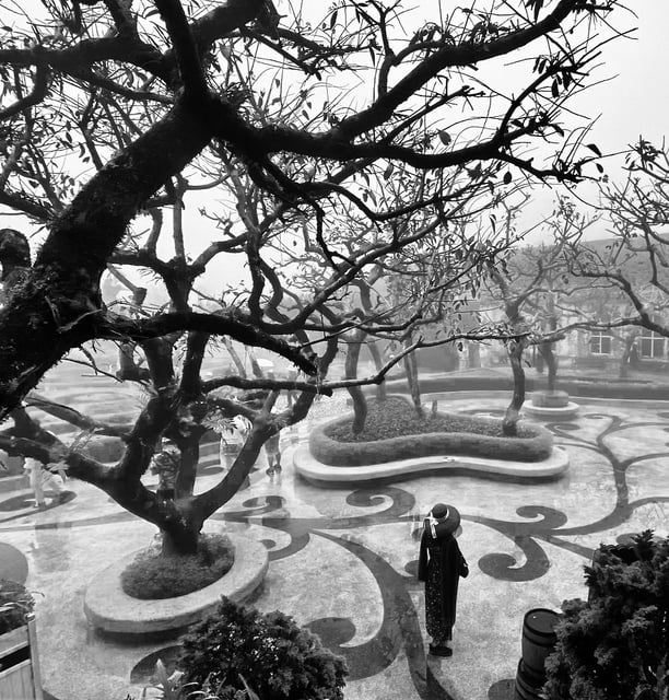 Haunting garden scene on misty day reminiscent of a Van Gogh drawing