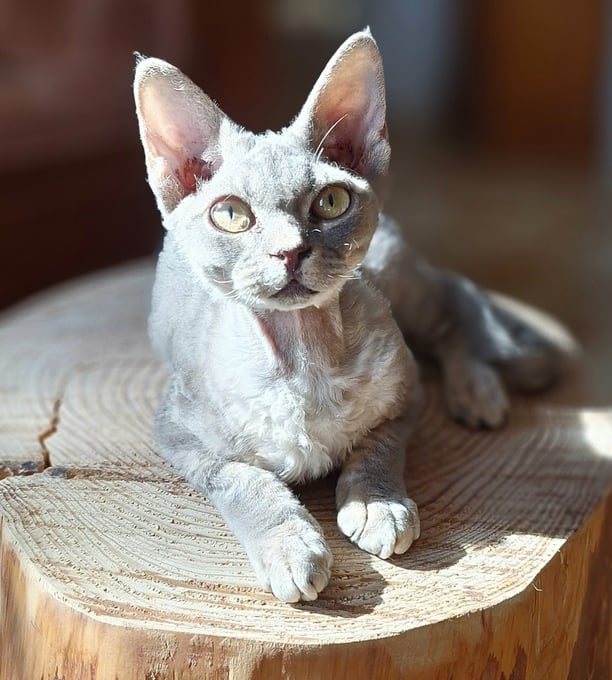 Devon Rex