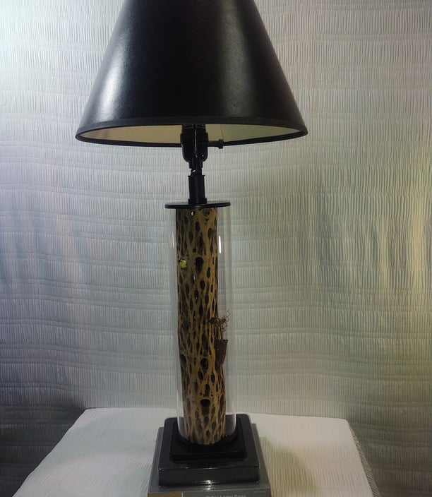 Cholla Cactus lamp