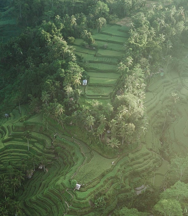 a large amount of trees and grass in a lush green field