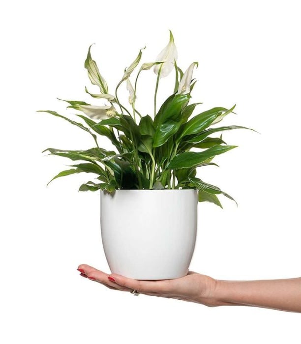 a person holding a potted planter with a plant in it