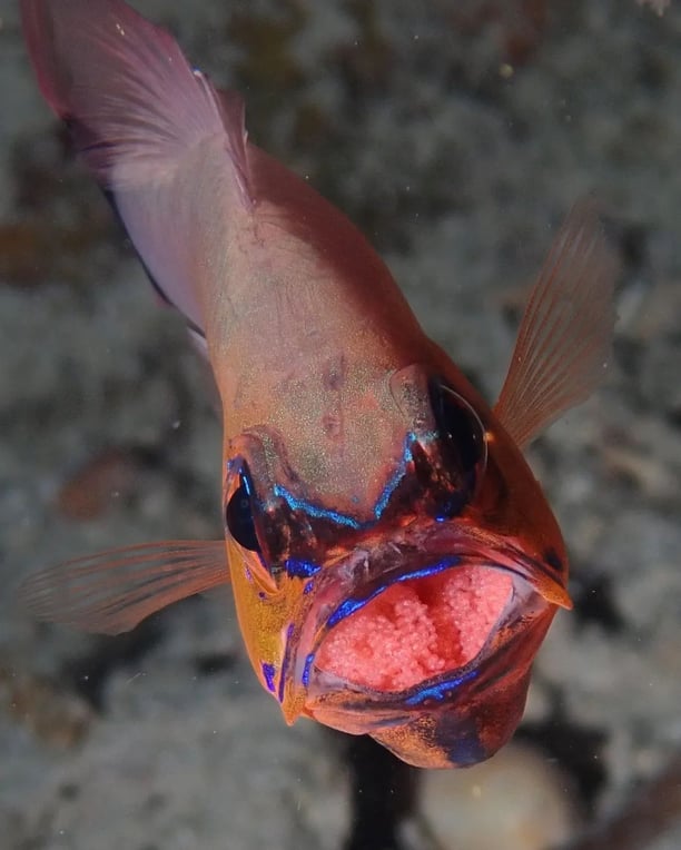 frontal view of a brooding cardinal fish, with eggs on its mouth