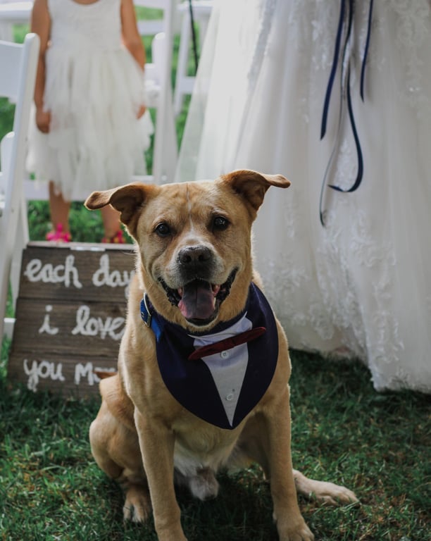 wedding day with dog