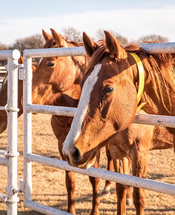 Lancaster Ranch - Pilot Point Cutting Horse