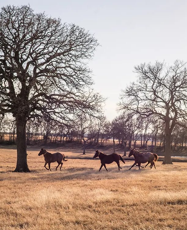 Lancaster Ranch Services