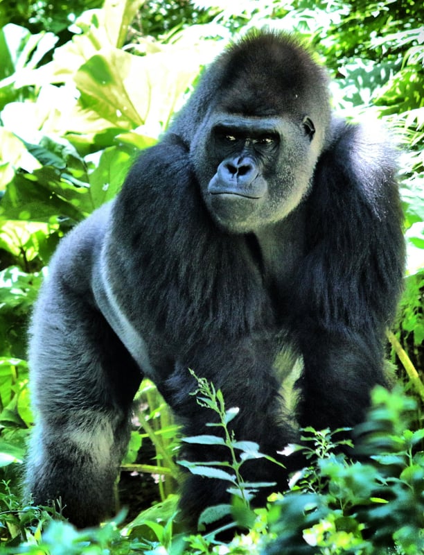 Gorrila in the wild