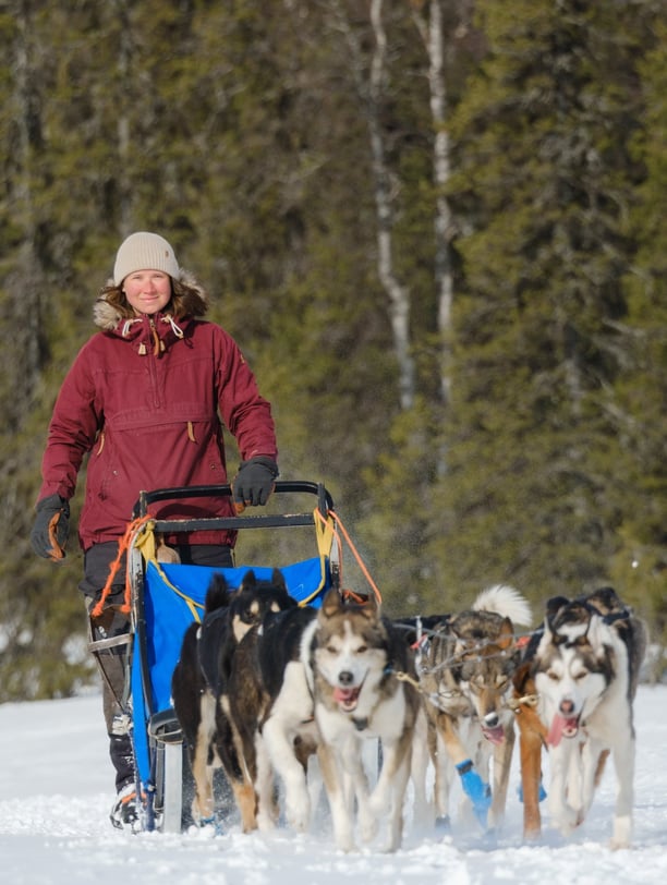 Woman dog sledding in Sweden