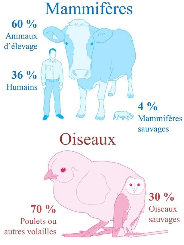 Distribution de la biomasse des mammifères et des oiseaux - L'influence humaine est immense