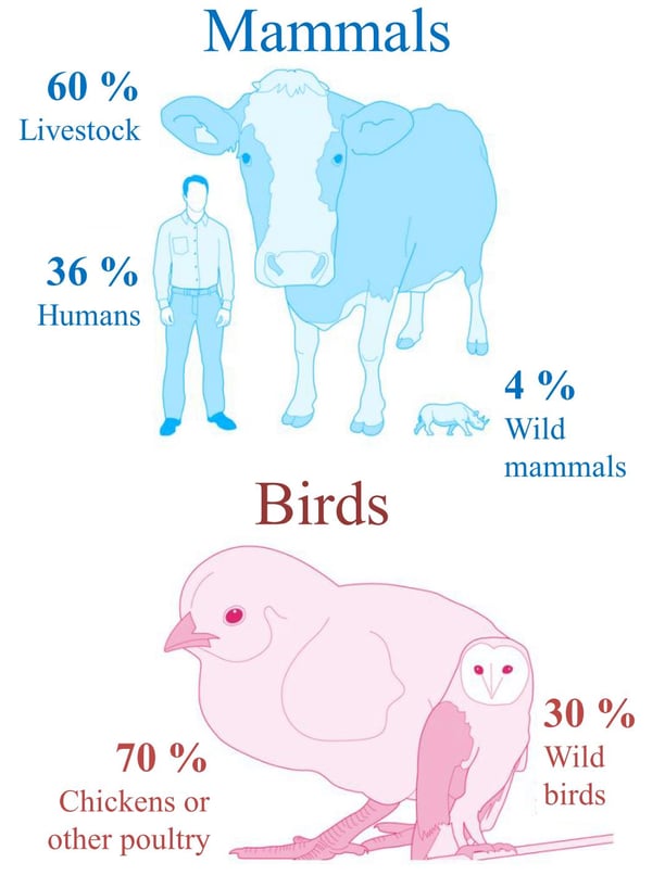 Distribution of biomass in mammals and birds - Human influence is huge