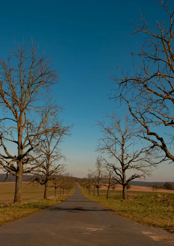 Estrada longa e reta, ladeada por árvores sem folhas, com céu azul e paisagem rural ao redor.