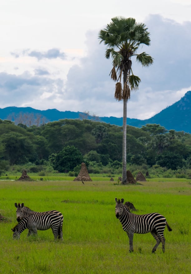 Zebra in Liwonde national park on safari with Safari O'Clock