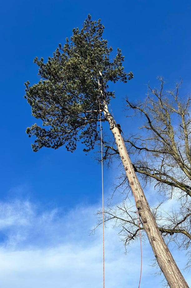 ancient oaks tree surgeon