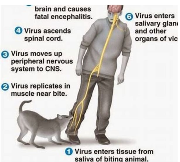 virus replication's