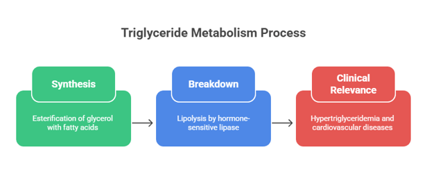 TG metabolism process