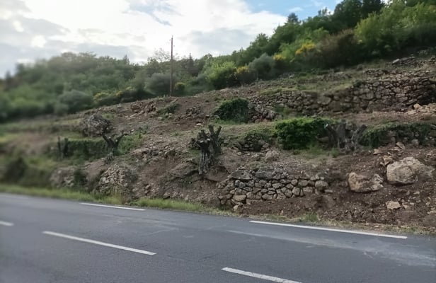 The devastated old olive grove