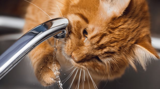 orange cat drinking tap water