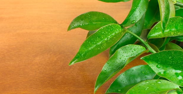 Folhas verdes da planta ora-pro-nóbis