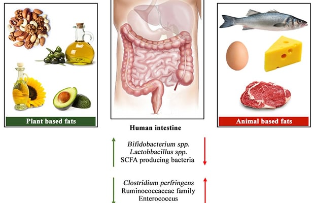 Plant-Based vs. Animal Fats: How are they related to cardiovascular and overall mortality?