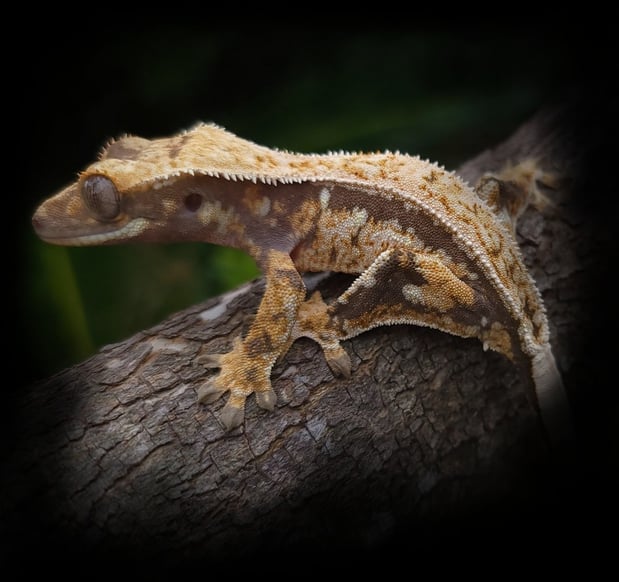 High-End Crested Gecko