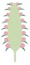 Inflorescence indéfinie – Spadice 
