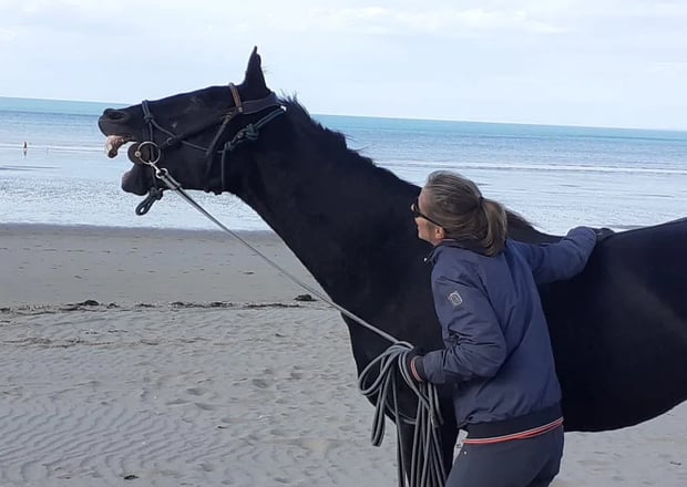 Cheval qui rit sur la plage avec la mer en fond
