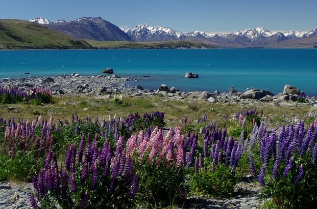 a field with purple flowers and mountains in the background