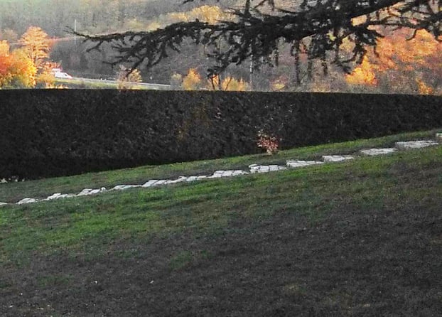 Haie taillée avec des petites marches dans le jardin.