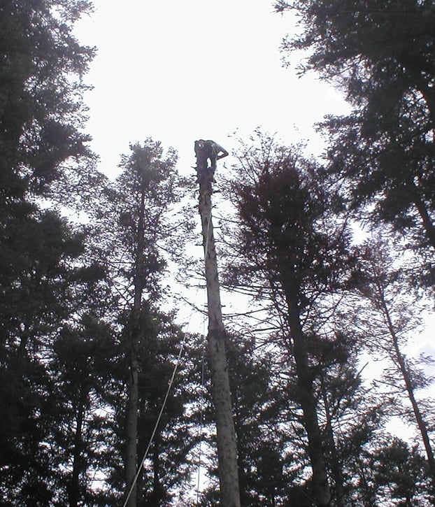 Abattage d'un arbre avec un homme au sommet du tronc.