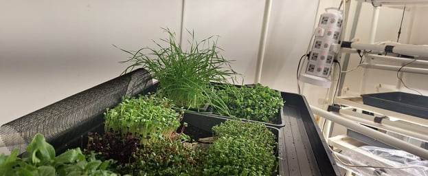 a picture of Early Greens microgreens nursery