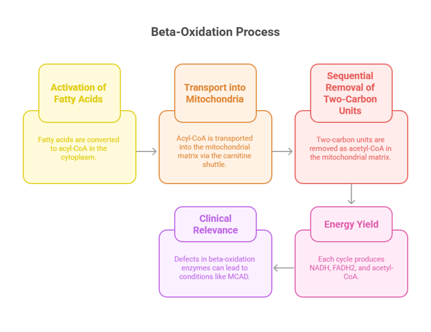 beta oxidation