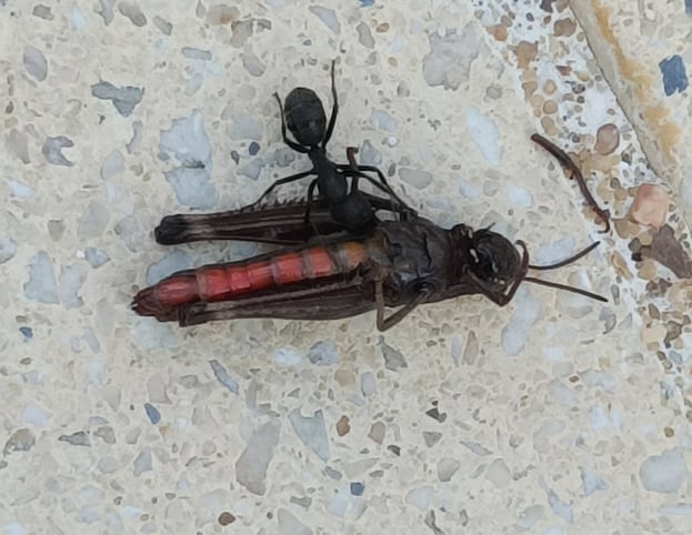 A poolside ant manoeuvres a dead grasshopper