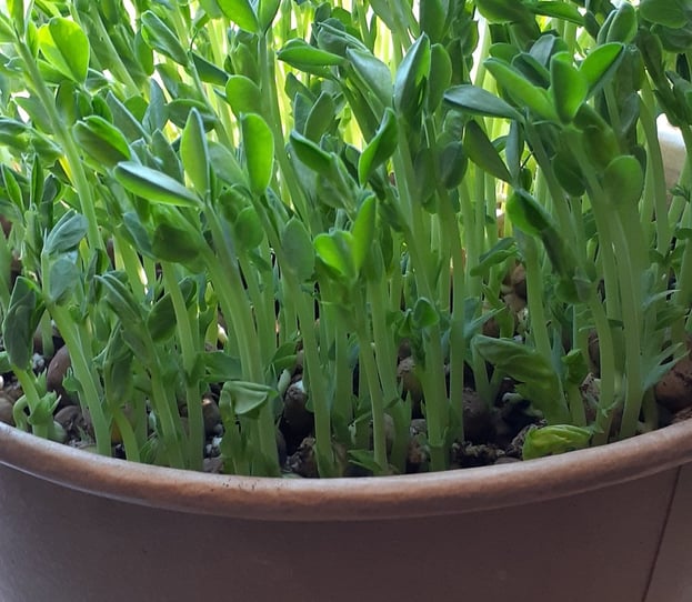 a bowl of green plants in a window