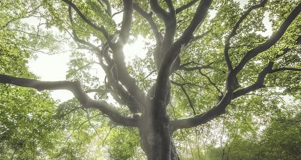 Tree with sun shining through branches.
