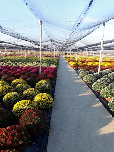 Greenhouse with flowers