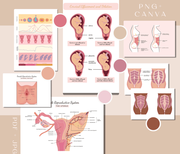 Images diagrams for cervical effacement and dilation, female external genitalia, female reproductive